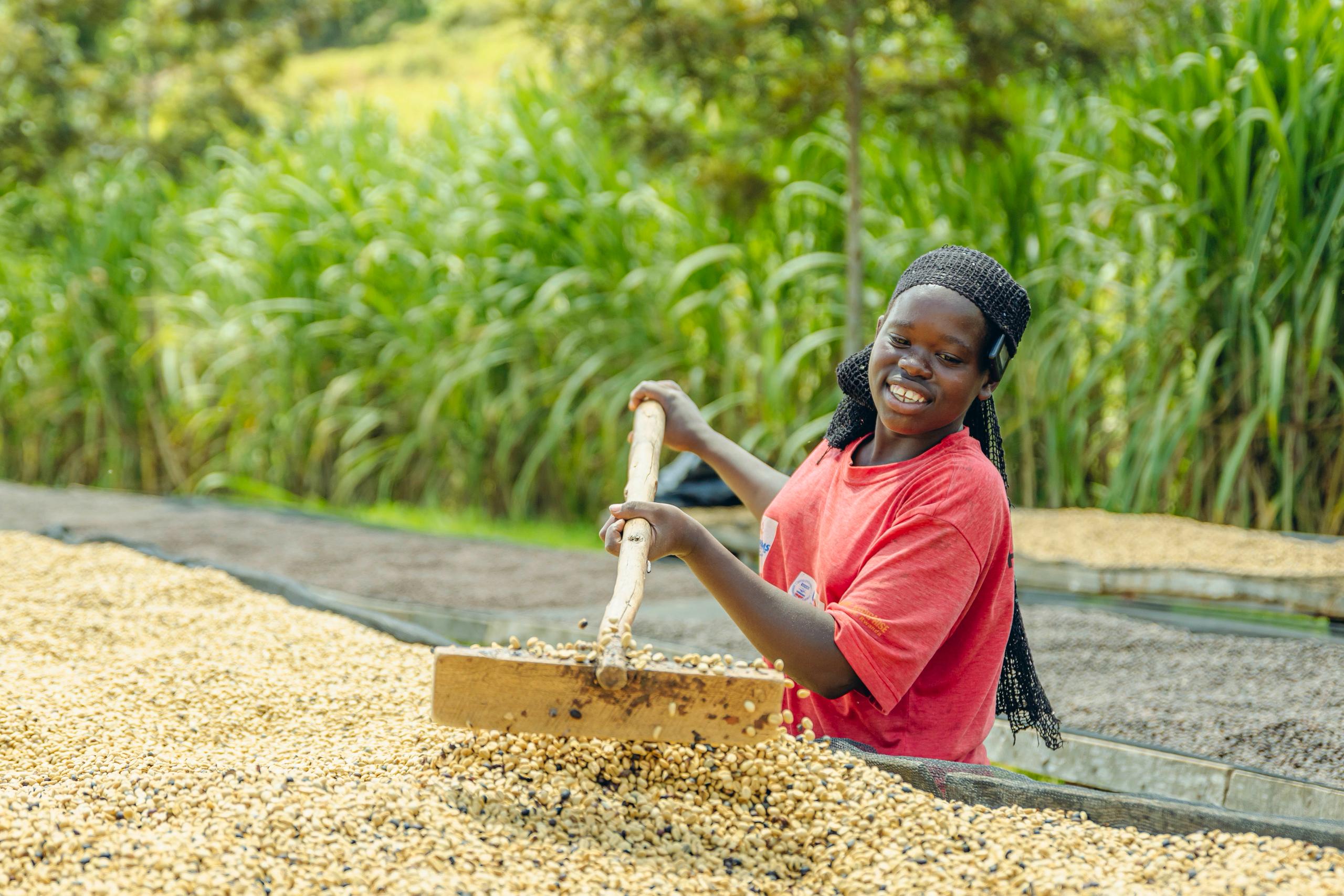 Koffieboerin harkt de bonen gelijk op het droogbed