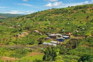 Heuvellandschap met koffieplantages in Rwanda